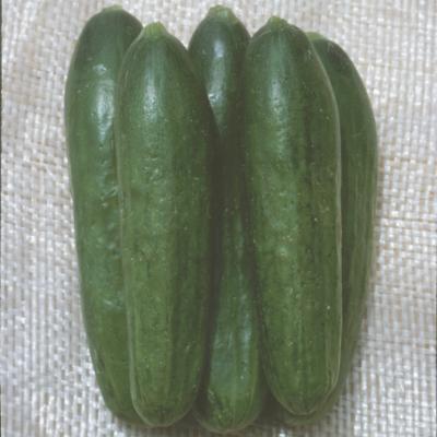 Concombre Basma