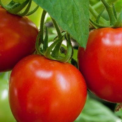 Tomates