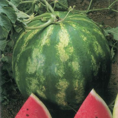 Pastèque Crimson Sweet